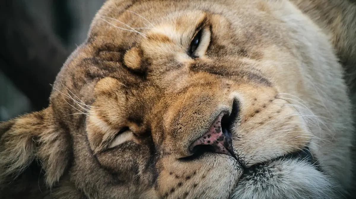 Lioness Dies After Being Hit By Train