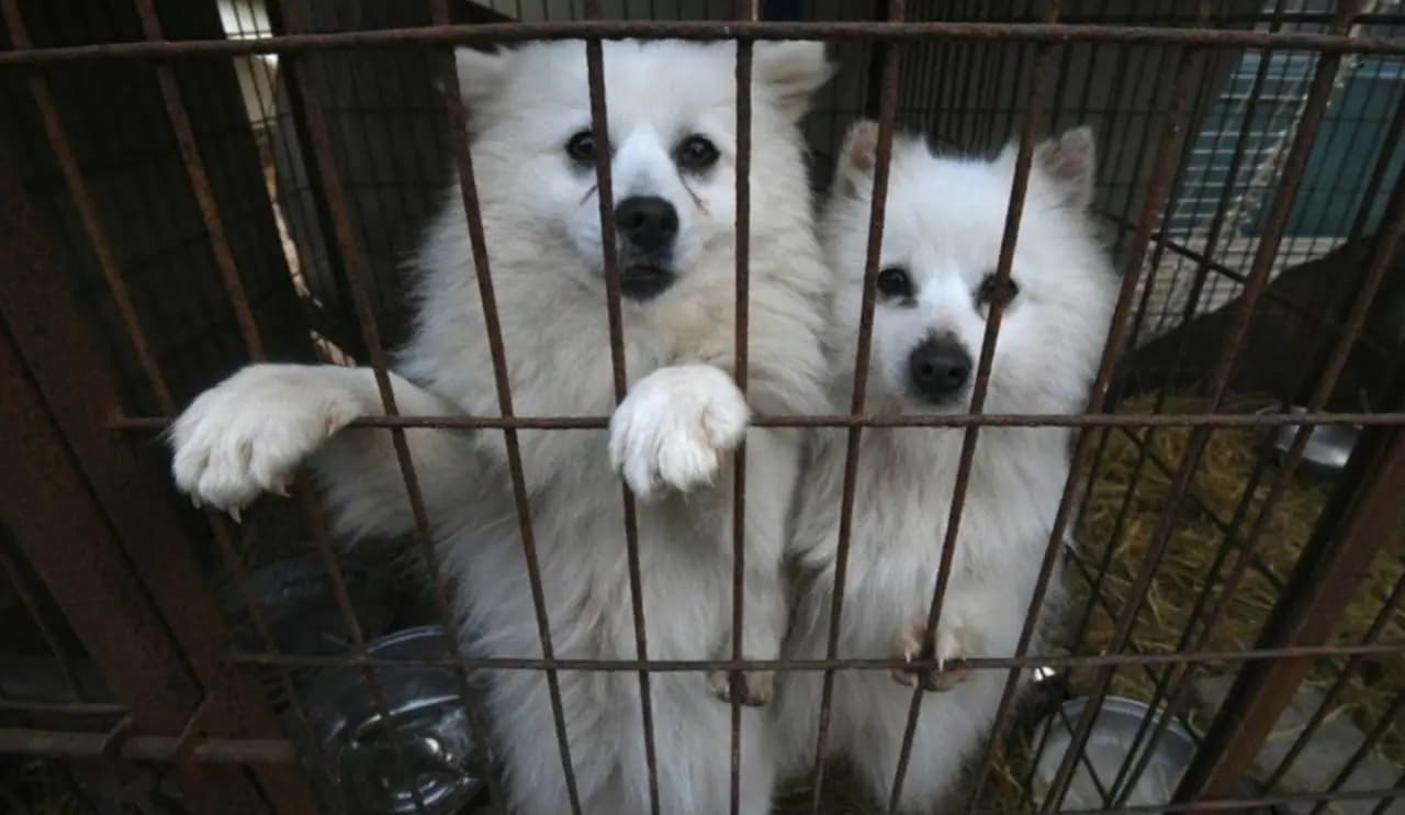 South Korea to ban ancient custom of eating dogs