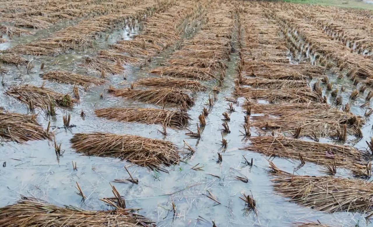 heavy rains disrupt paddy cultivating