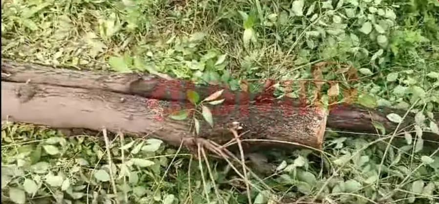 Chandan Kath Theft in Purulia Ashram