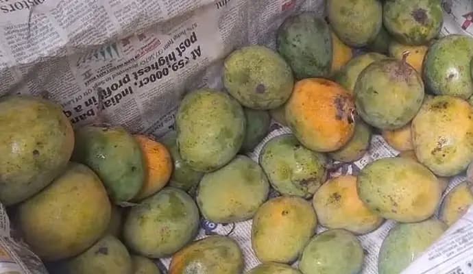 carbaide used for mango ripening in murshidabad