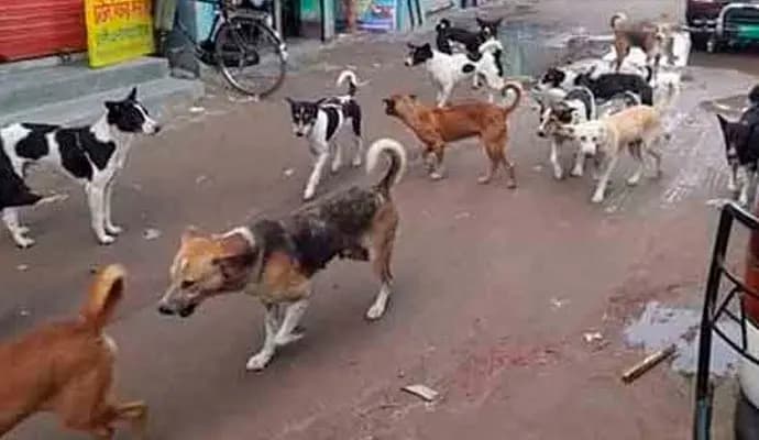 dog bites compensation pay by govt