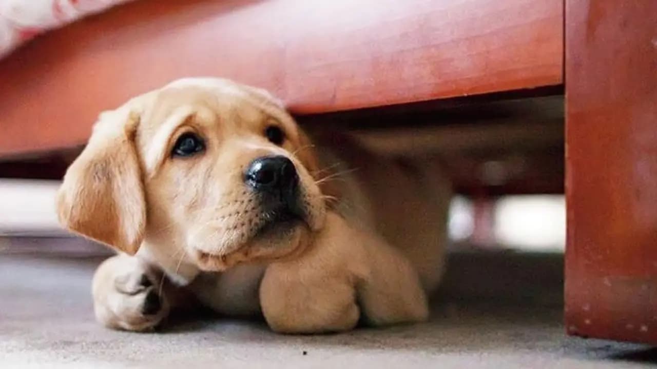 Ways to make Diwali safer for your pets