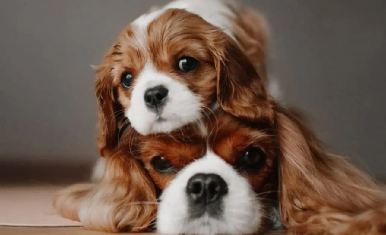 Your dog can reduce dementia risk, know how