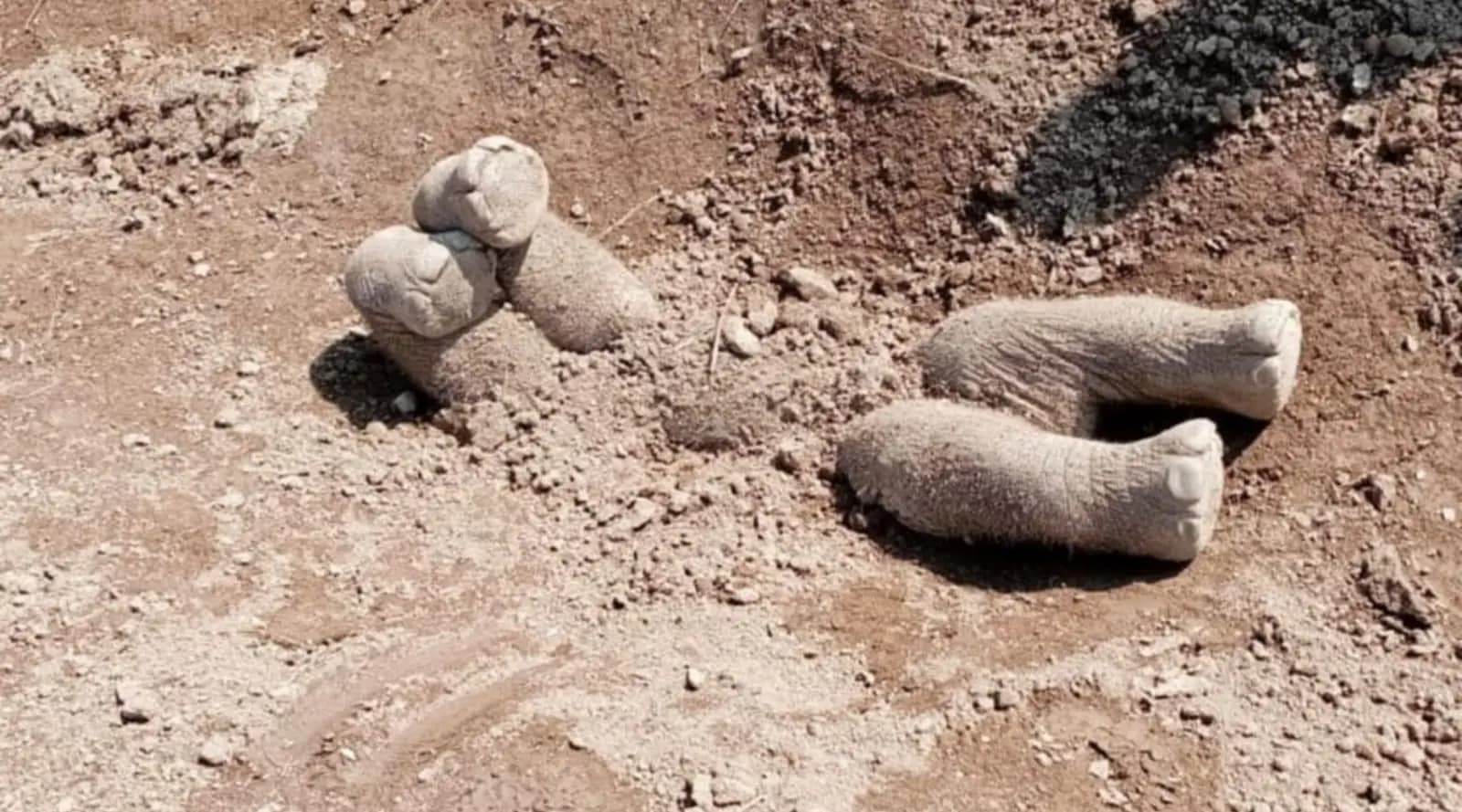 elephant child death