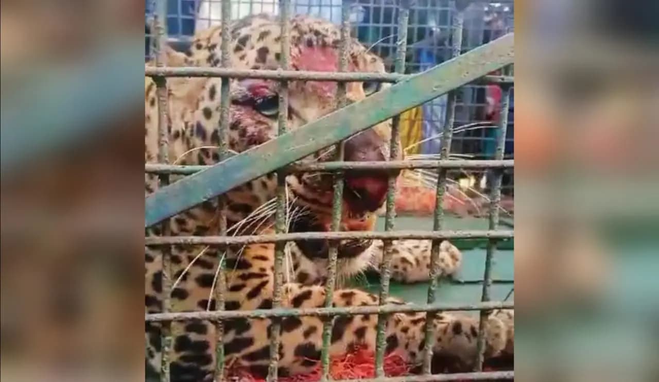 Leopard rescued in birpara block tea garden
