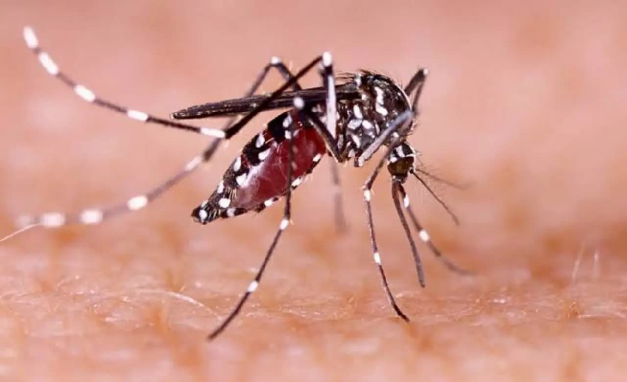 Dengue alert in west bengal continues