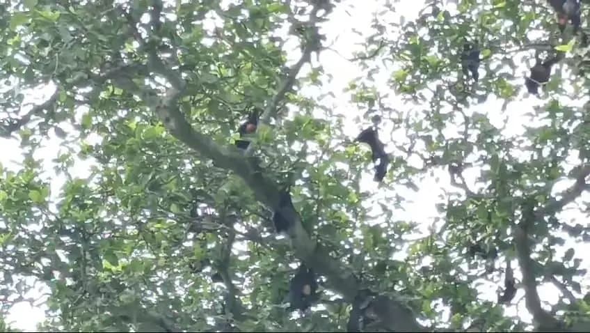 Story of bats