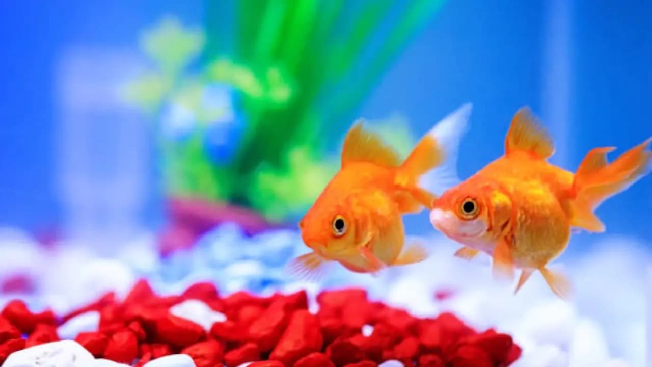 Aquarium Vastu