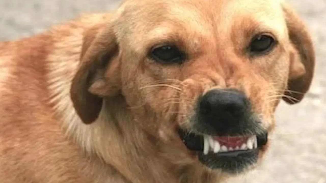 Stray dog bite cliams life of a kid in murshidabad
