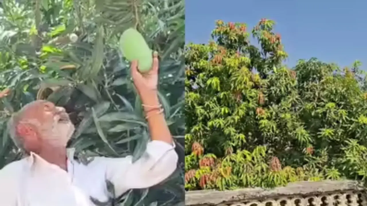 14 mango varieties in a single tree, Farmers excellence