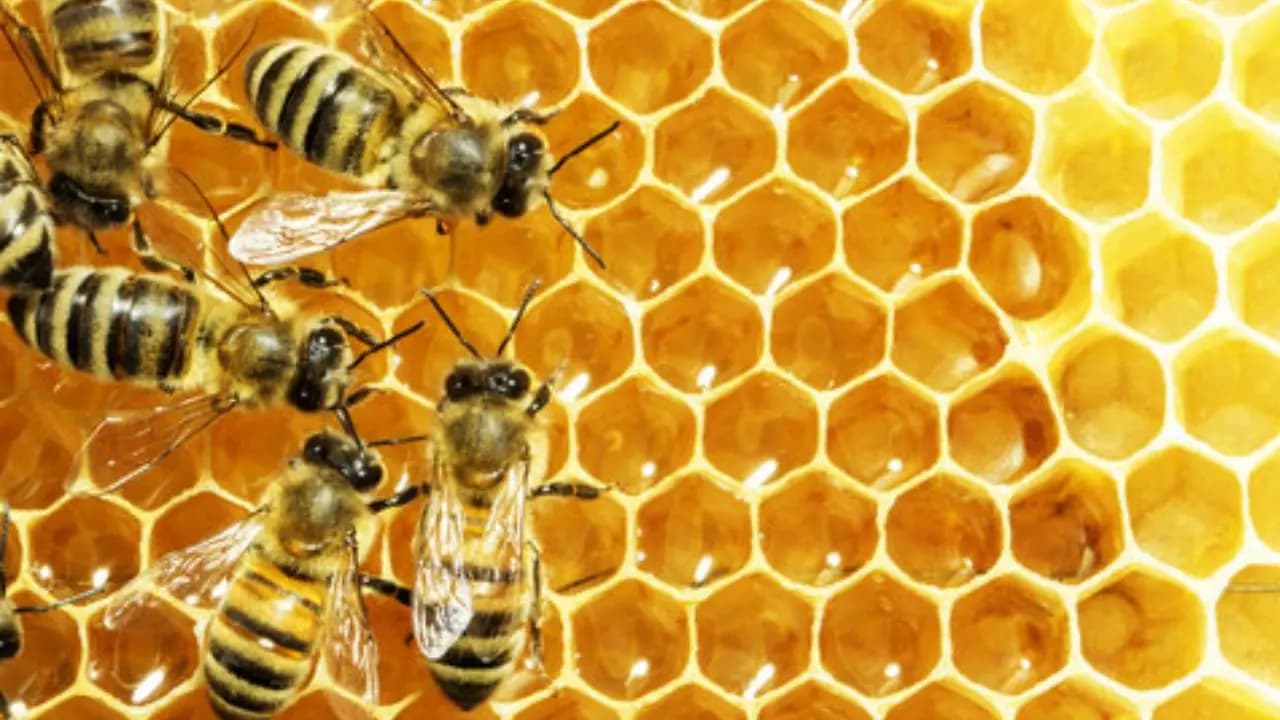 Honey supply is in trouble, why bees are making less honey than before?