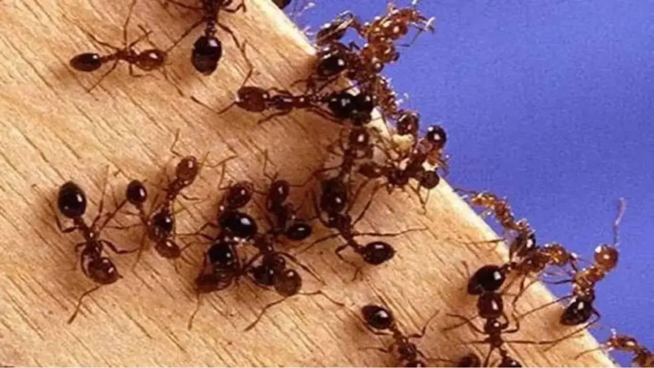 Vastu Tips for Insects in House
