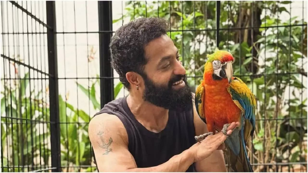 Jr NTR Introduces New Pets Asahi and Yuuhi and Drops Dragon First Glimpse on His Birthday