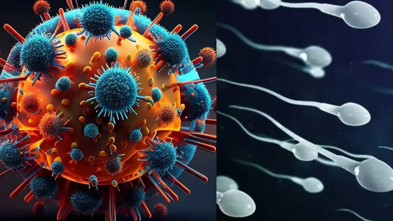 Hantavirus Can Stay in Male Reproductive System for Years Finds Study