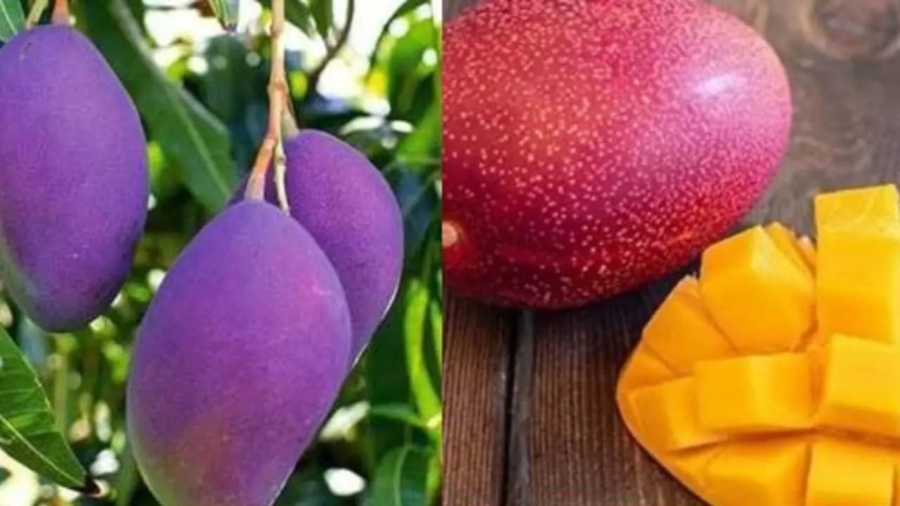 Expensive Mango