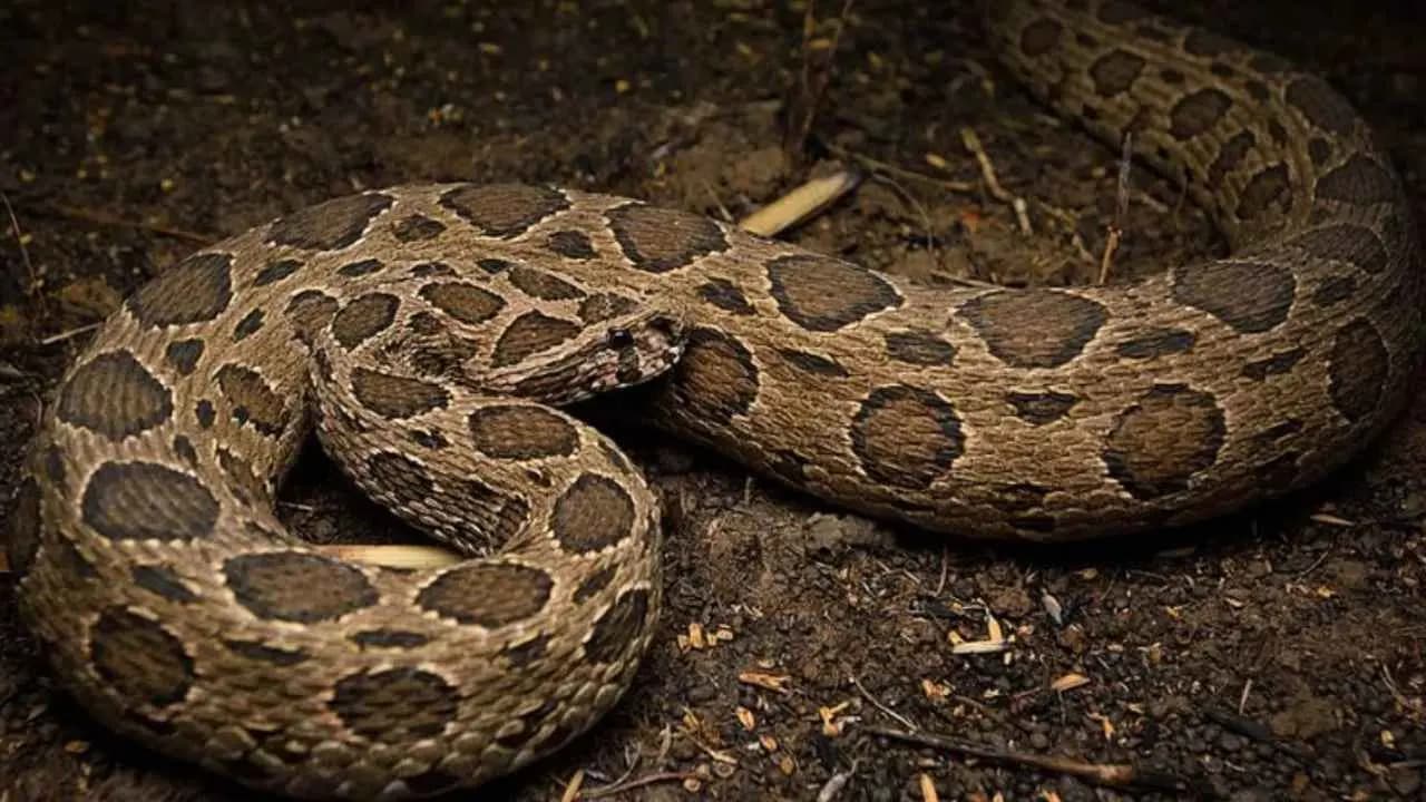 venomous snakes