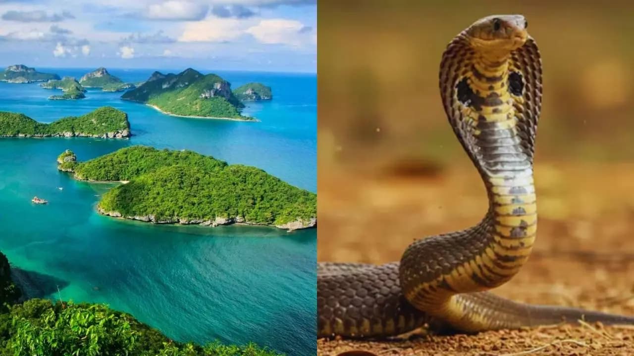 Snake-Free Regions