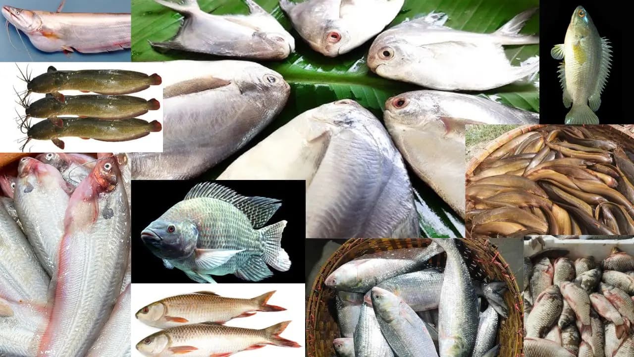 Fish