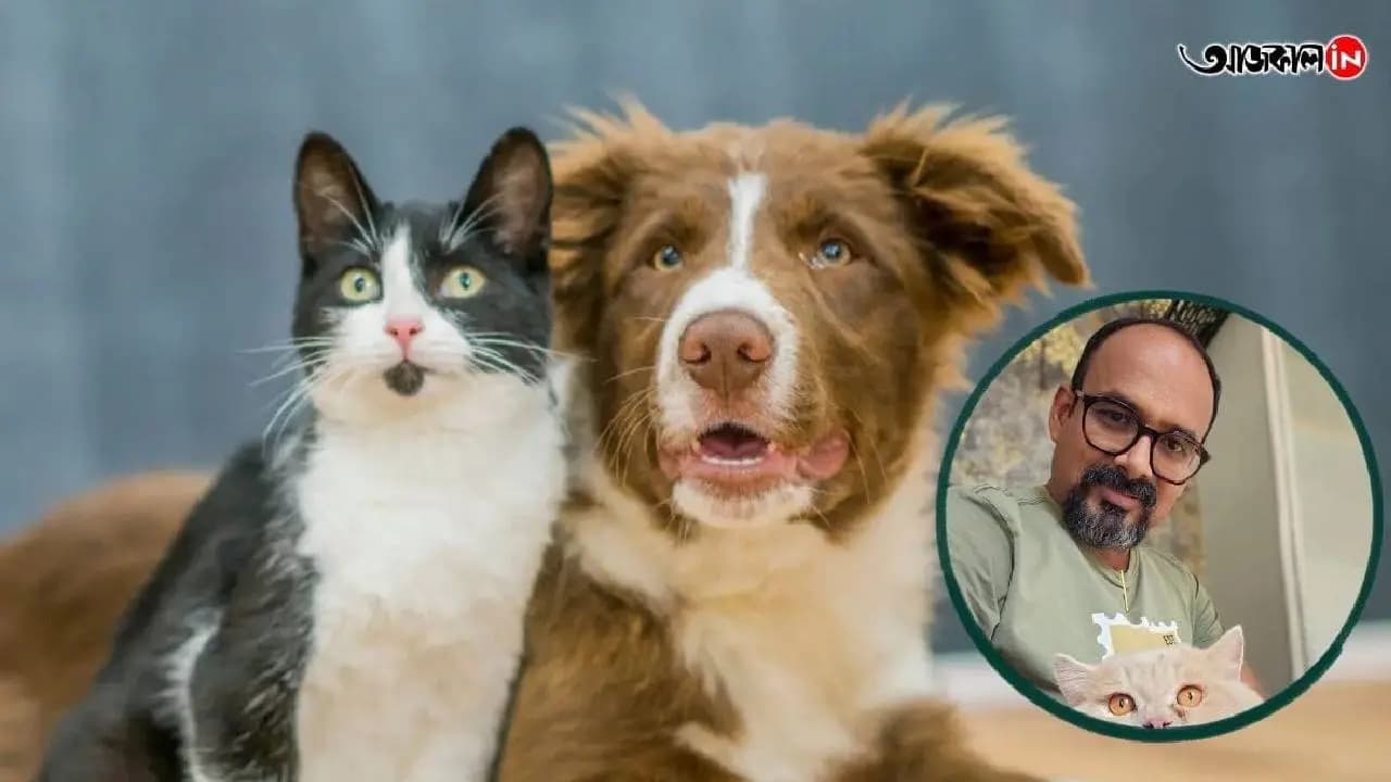 Pets Care