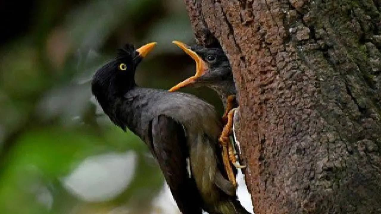 Lightning claimed the life of a boy who was busy to save a bird in Nadia
