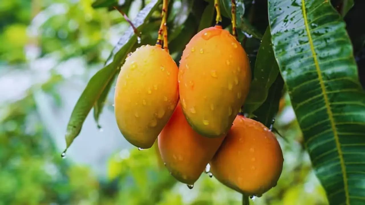 Be careful before eating chemical mixed mangoes during the summer know about potential health risks