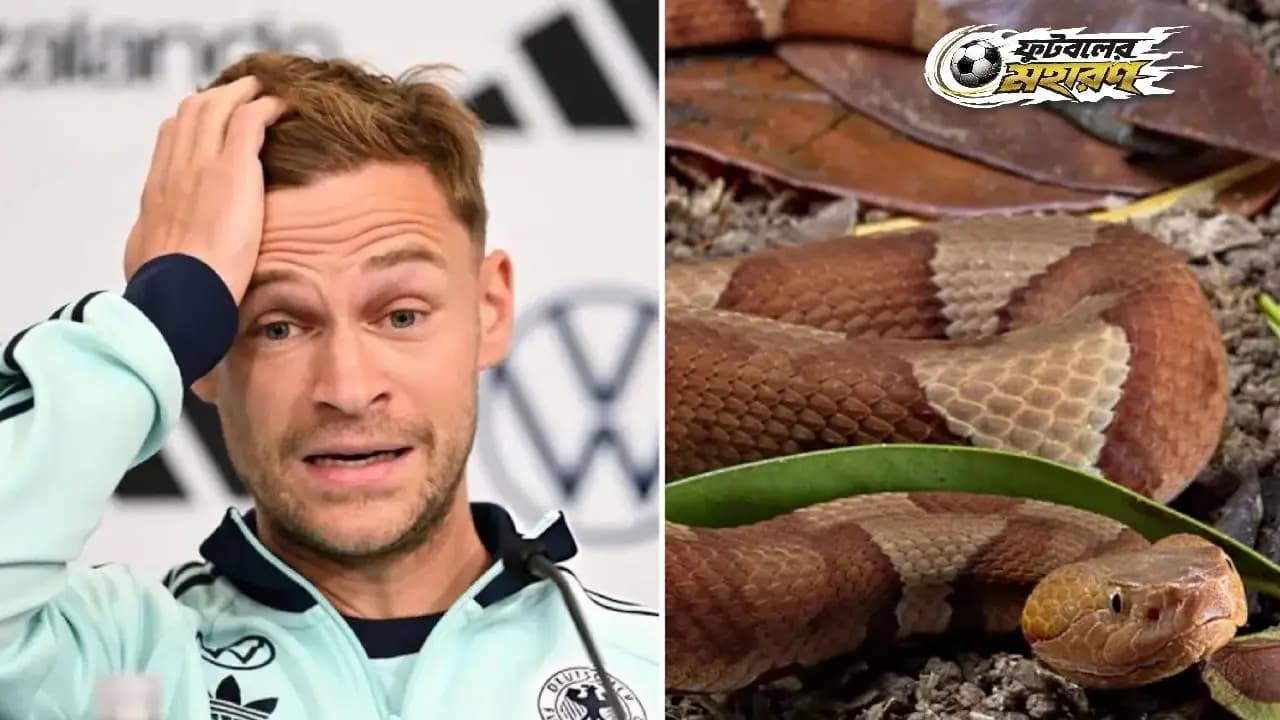 World Cup 2026: Venomous snake found at German Football Team's camp at World Cup, players worried