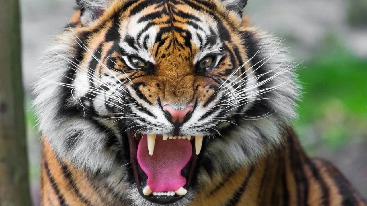 Tiger attack in the Sundarbans: Fisherwoman mauled to death