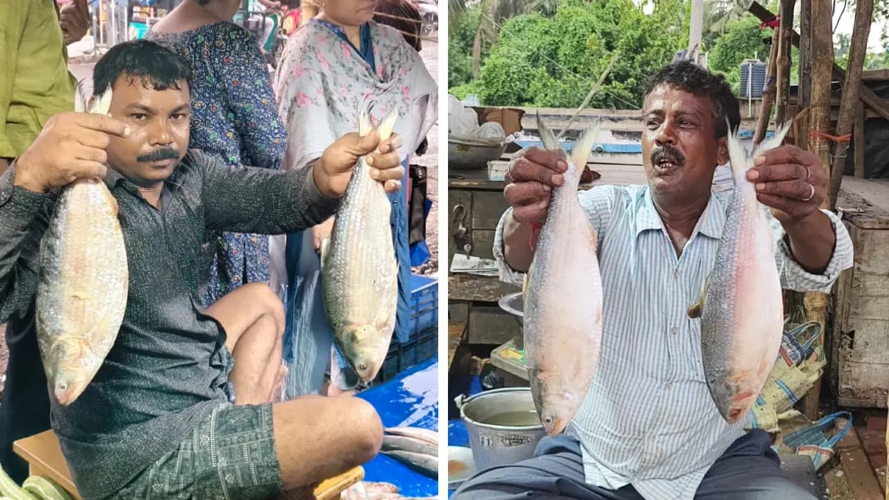 HILSA