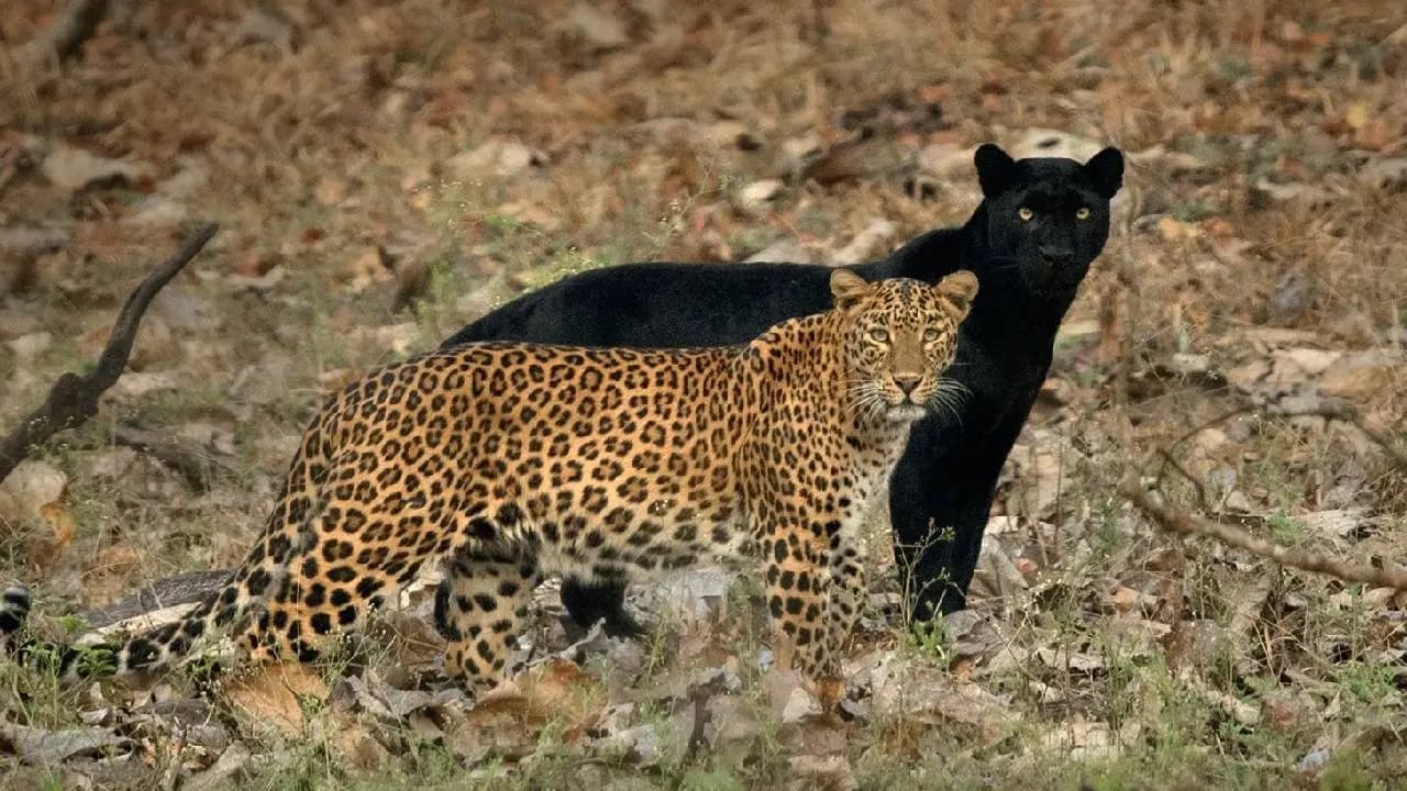 ব্ল্যাক প্যান্থার-লেপার্ডের যুগলবন্দি দেখবেন নাকি?