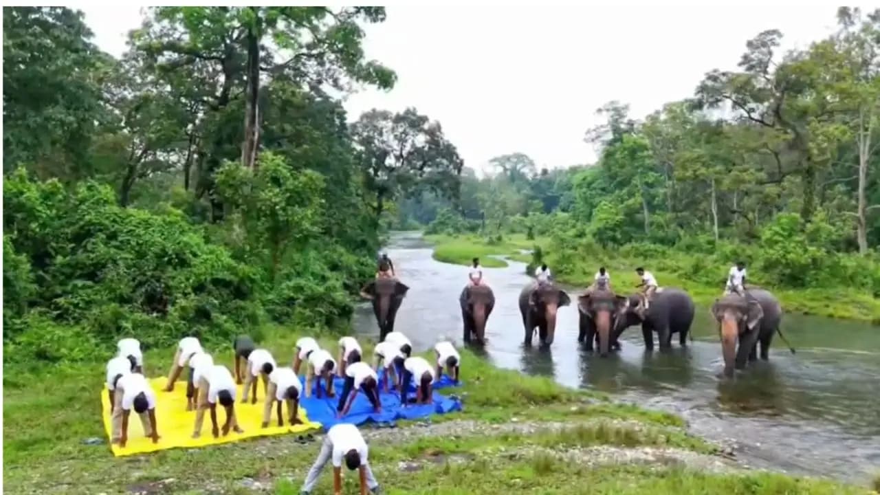 Yoga Day 2026: Yoga Demonstration by elephants of Jaldapara along with West Bengal Forest Workers surprised everyone