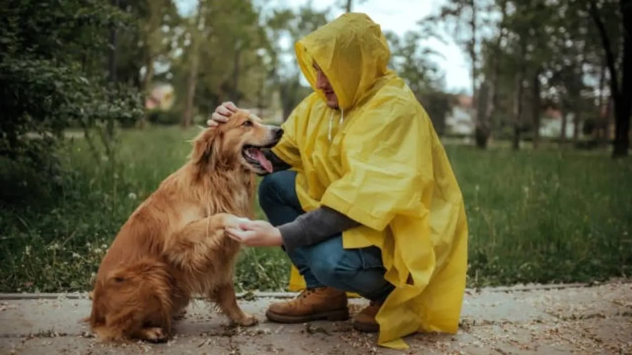 How to take care of your pet during Monsoon