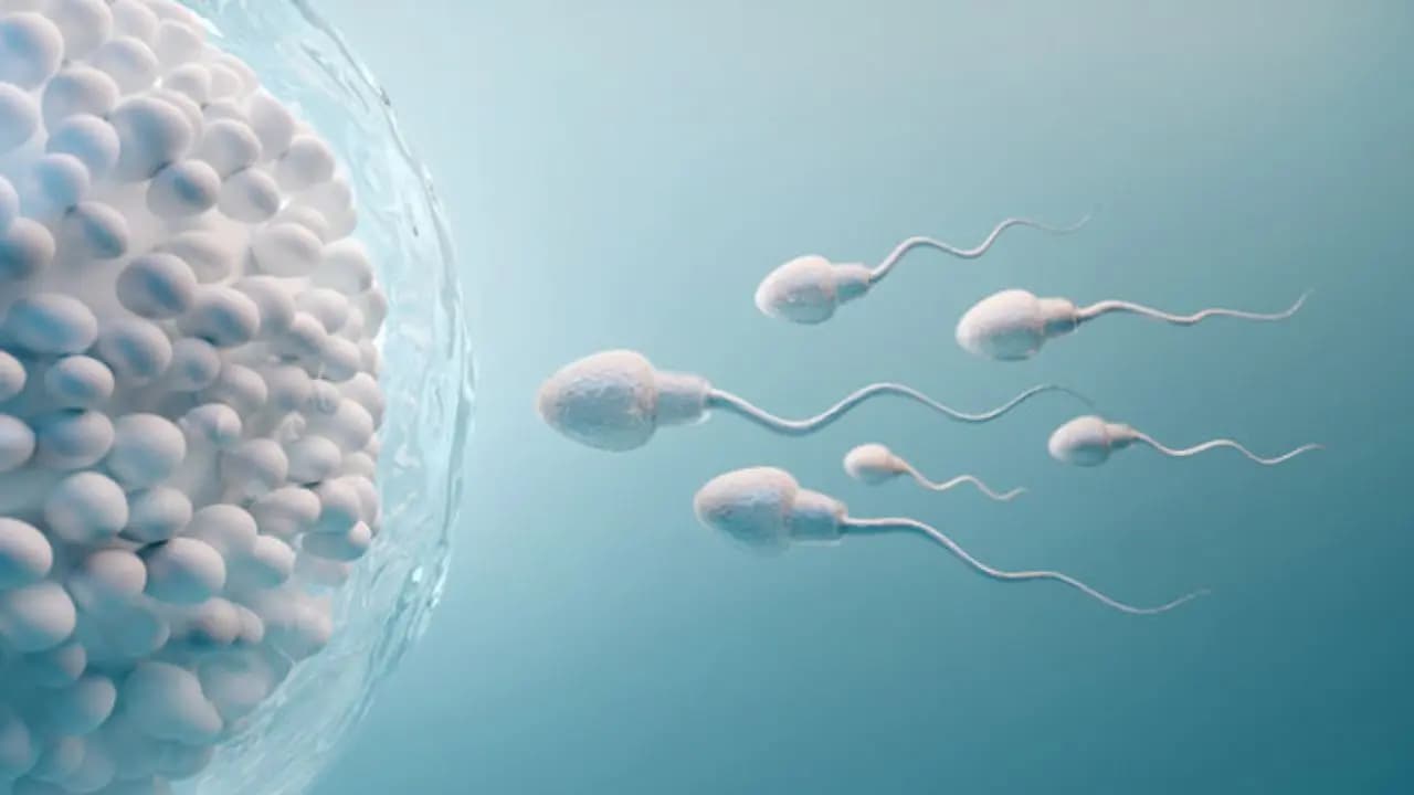 male fertility