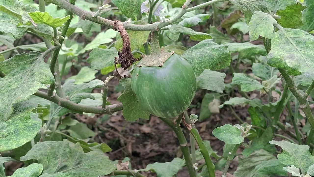 After mangoes Maldas Ashapur brinjal has now received GI recognition