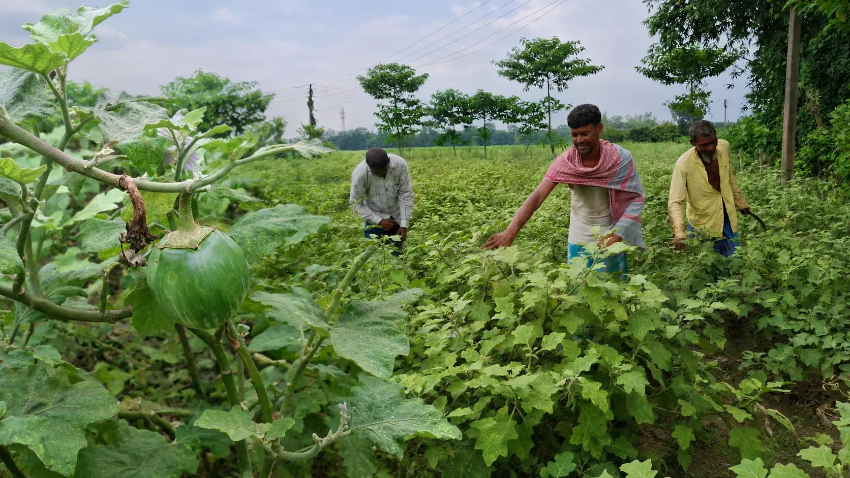 After Maldas mangoes, the traditional Ashapur eggplant from Ashapur village has received Geographical Indication (GI) recognition