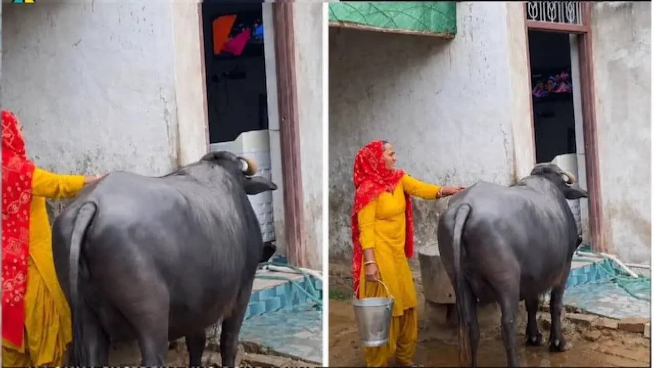 Viral Video: Stubborn Buffalo Refuses to Give Milk Without Watching Television