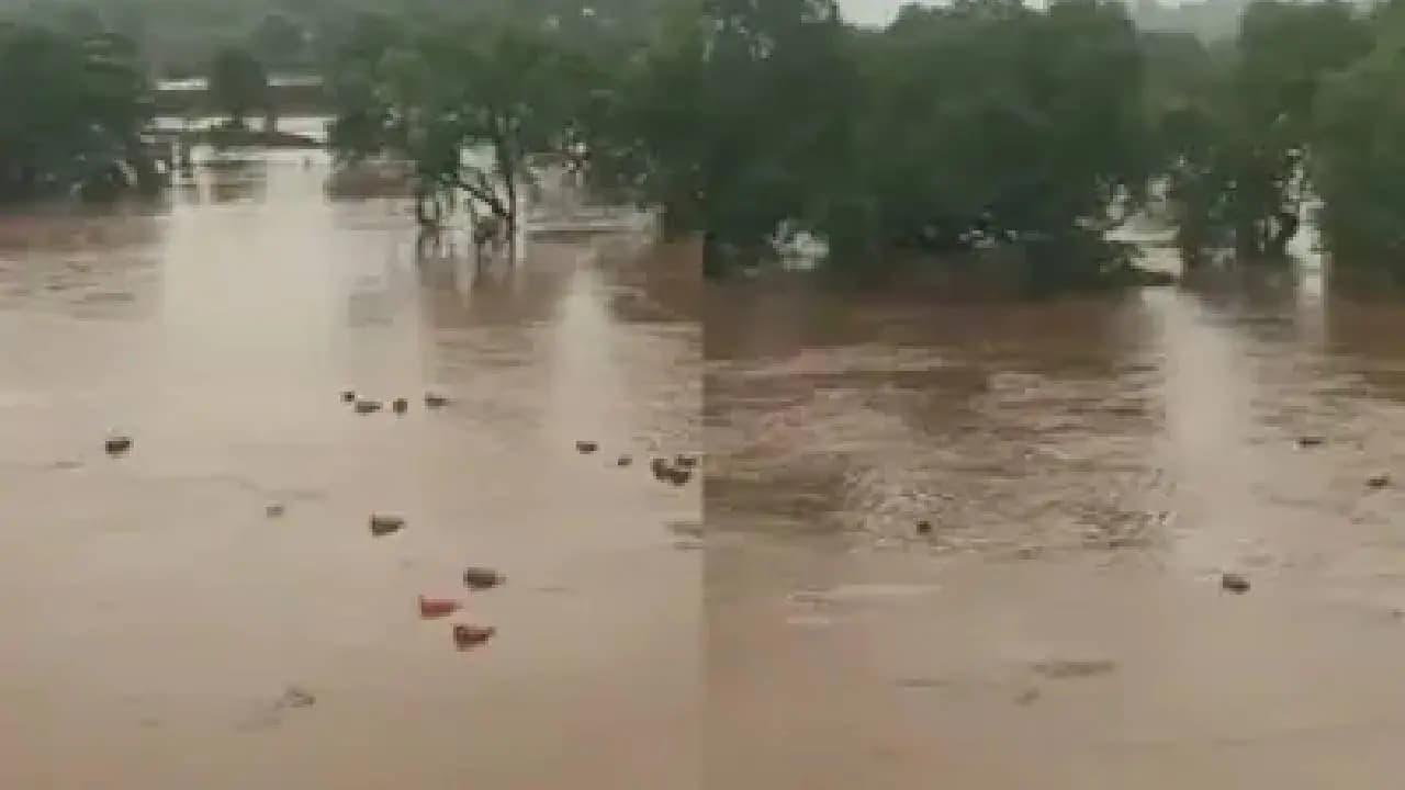 3000 LPG cylinders Swept Away into Patalganga River in Raigad after HPCL Plant Wall Collapses