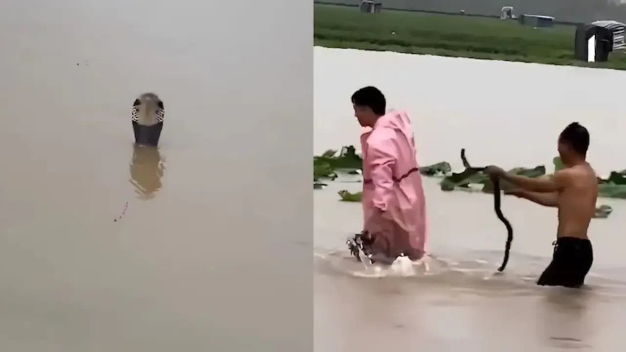 China flood news: over 900 snakes broke cage and now freely roaming in locality