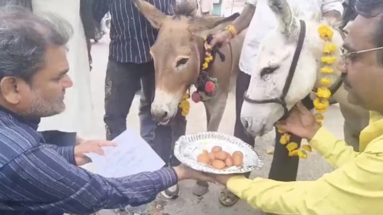 Viral News: Bhopal residents feed gulab jamuns to donkeys you will be surprised to know the reason