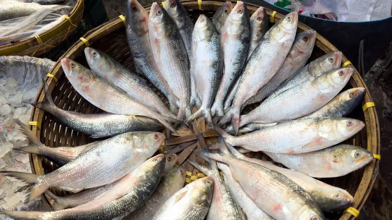 Hilsa found in Bengals rivers: Fishermen are all smiles, Do you know the price?