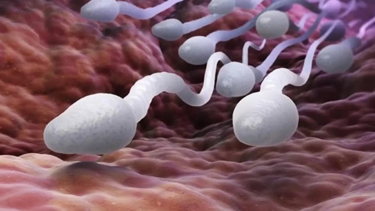 Male Fertility Care: Why Sperm Quality Matters More Than Count for Conception