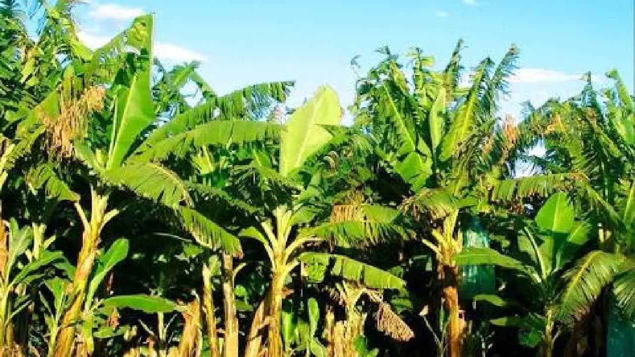 old man humiliated at banana farm