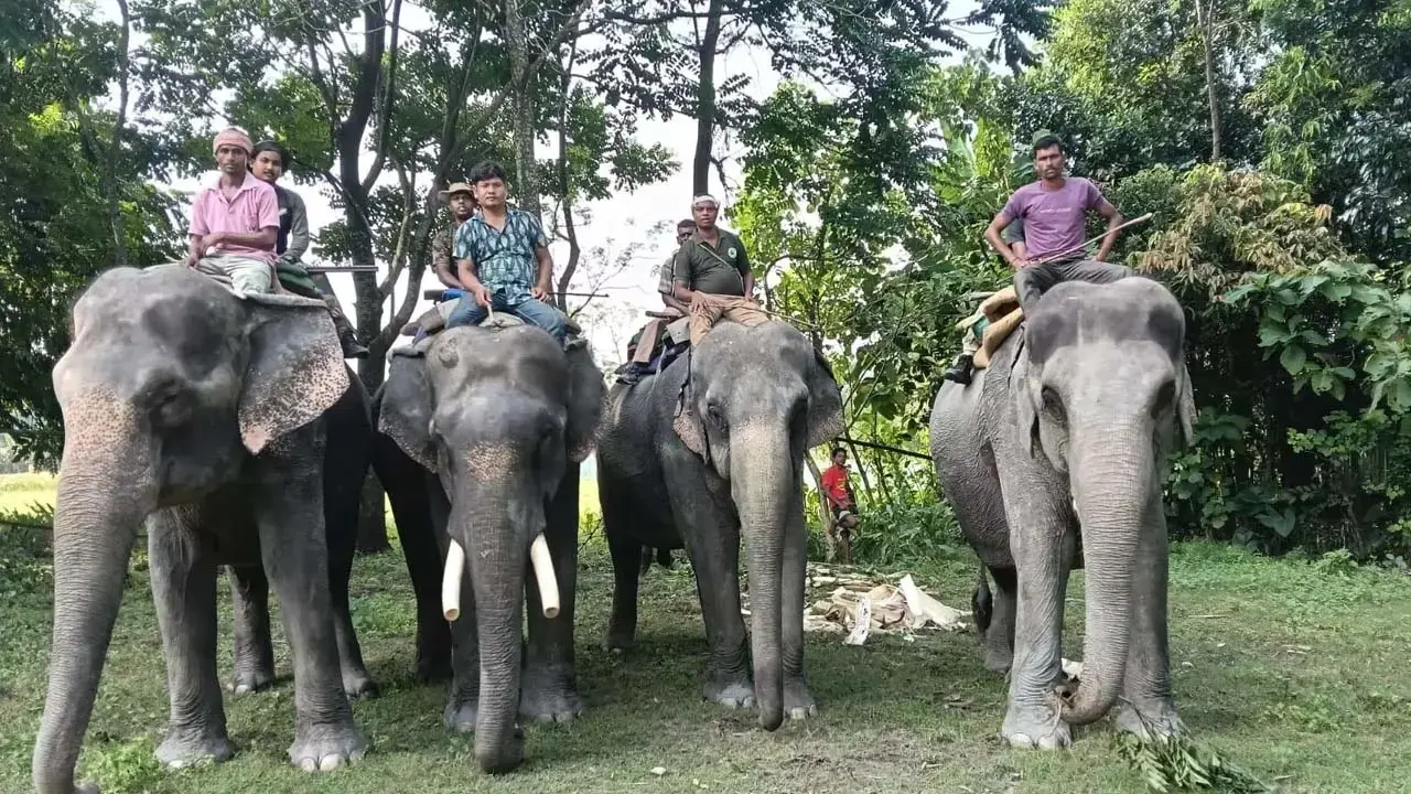 Jaldapara National Park: Seven Jaldapara mahouts win Gaj Gaurav Award