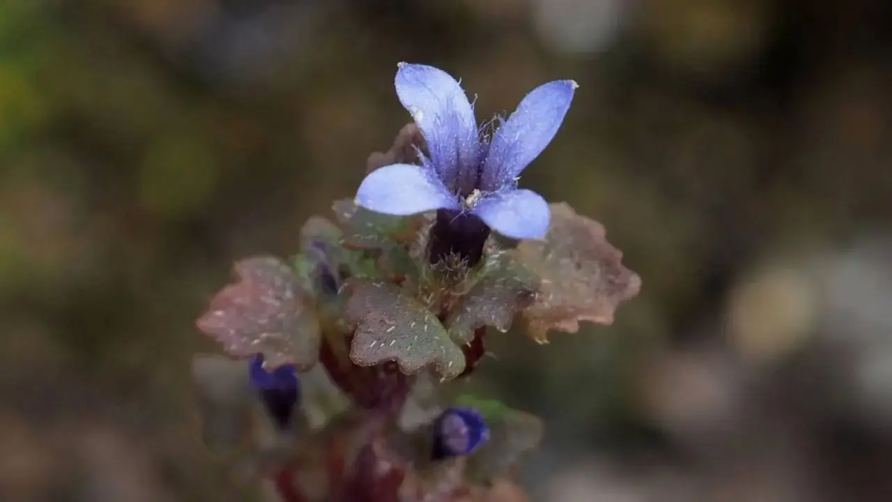 Botanical Survey of India Discovery of antique flower cyananthus