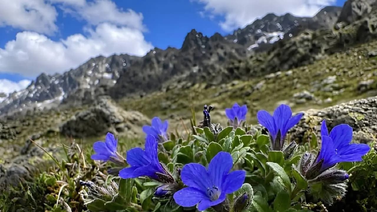 Cyananthus Hookeri Re-discovered: This Himalayan Flower Returns to India After 158 Years