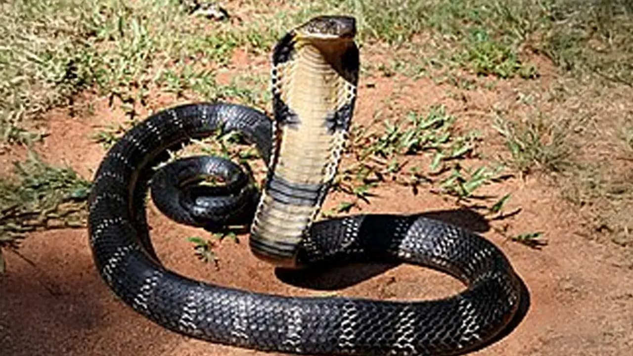 Two Die of Snakebite in Bagda on the Same Day as Heavy Rains Trigger Panic