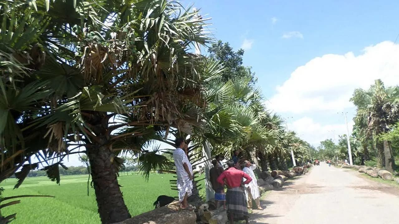 Tragic Death: 14-month-old child dies after palm fruit falls from tree
