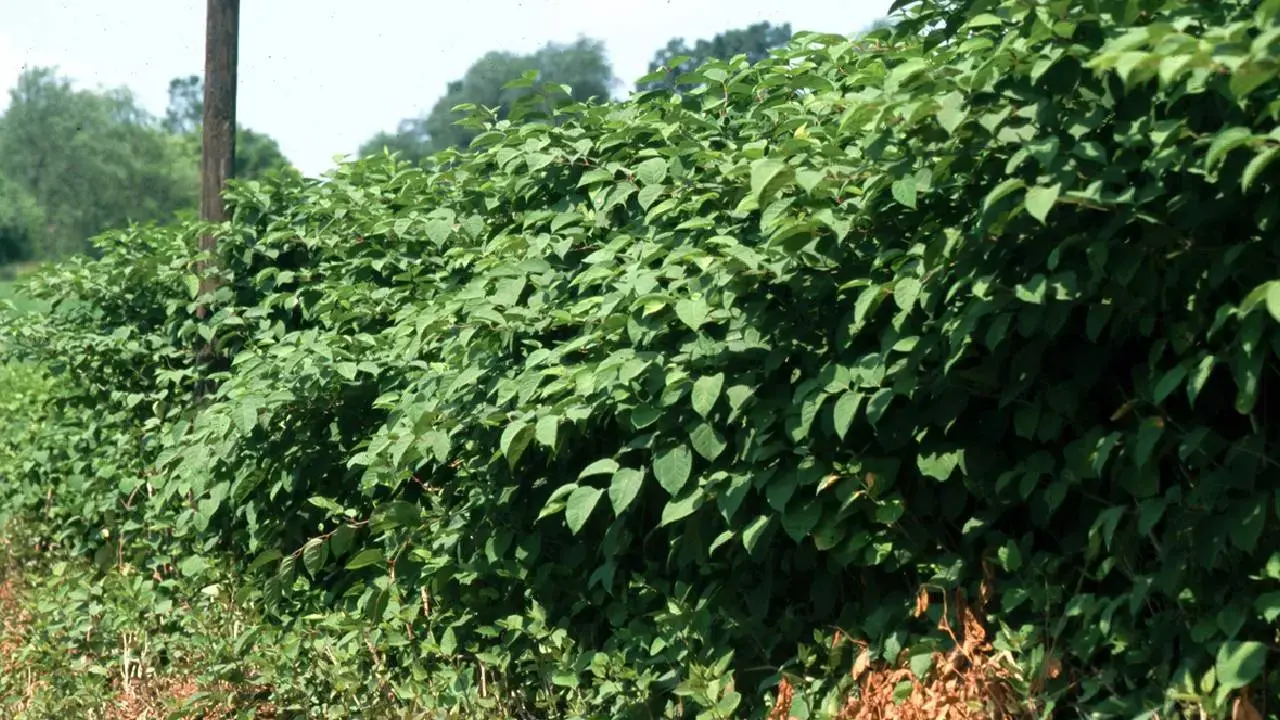 Viral News: Family Buys 46 Million Victorian House Only to Discover Britain s Most Destructive Plant in the Garden