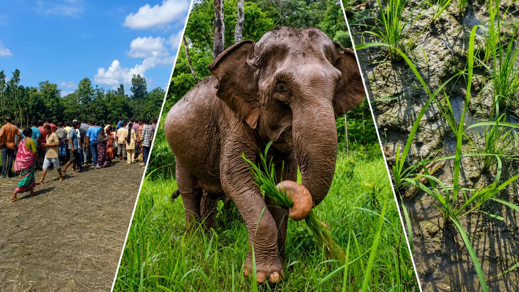 Elephant carcass found in a paddy field in Falakata, suspected death by electrocution