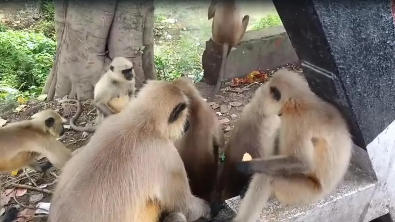 Group of Monkeys mourned death of their partners everyone shocked